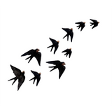 Swallow Flock - Medium